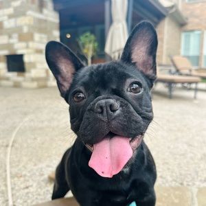 Meet your Posher, Paige